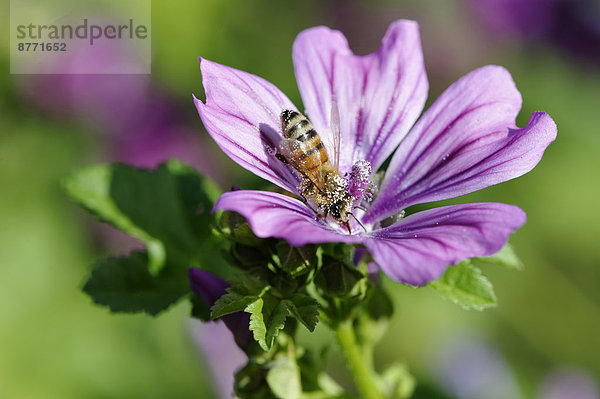 Deutschland  Hollyhock Blume mit Biene
