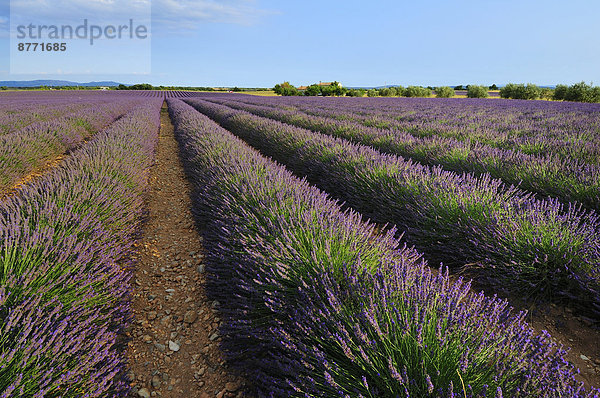 Lavendelfeld (Lavandula angustifolia)  Valensole  Département Alpes-de-Haute-Provence  Provence-Alpes-Côte d'’Azur  Frankreich