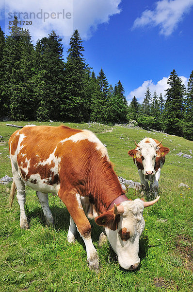 Kühe auf einer Almwiese unterhalb der Brecherspitze  Oberbayern  Bayern  Deutschland