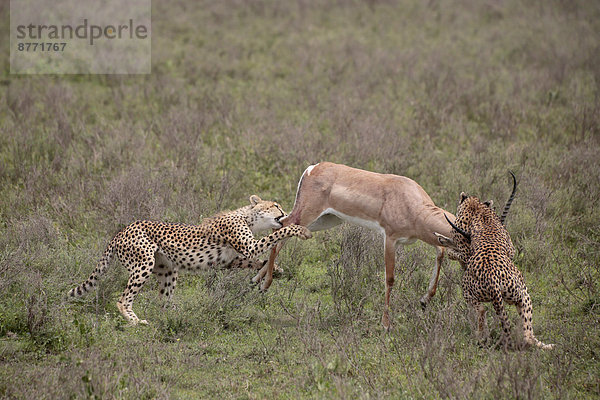 Geparden (Acinonyx jubatus)  Muttertier und Jungtier überwältigen Grant-Gazelle (Nanger granti)  Serengeti  Tansania