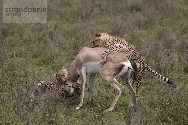 Geparden (Acinonyx jubatus)  Muttertier und Jungtier überwältigen Grant-Gazelle (Nanger granti)  Serengeti  Tansania