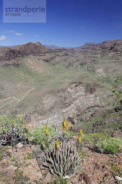 Ausblick vom Mirador de Fataga auf den Barranco de Fataga  Gran Canaria  Kanarische Inseln  Spanien