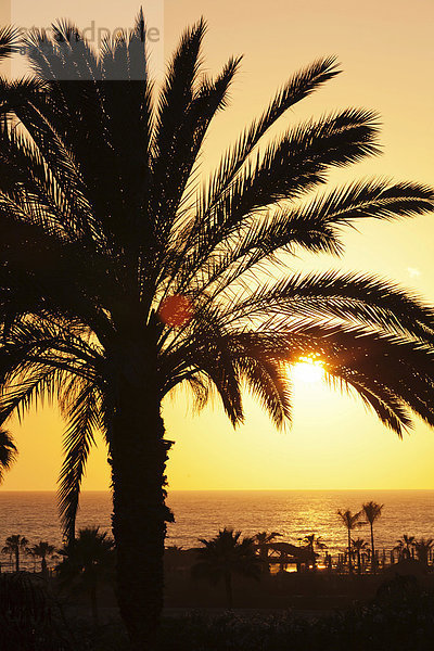 Palmen am Meer bei Sonnenuntergang  Playa de Los Amadores  Gran Canaria  Kanarische Inseln  Spanien