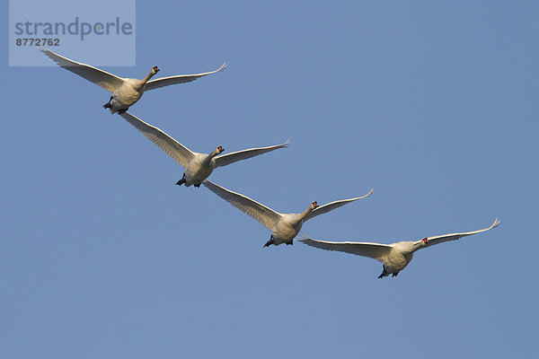 Höckerschwäne (Cygnus olor) im Flug  Mecklenburg-Vorpommern  Deutschland