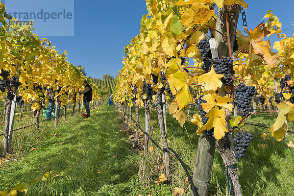 Weintrauben an Reben  Weinlese  Weinberg  Stuttgart  Baden-Württemberg  Deutschland