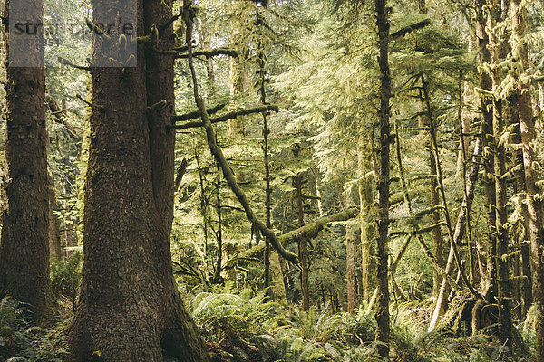 USA  Washington State  Blick auf den Wald
