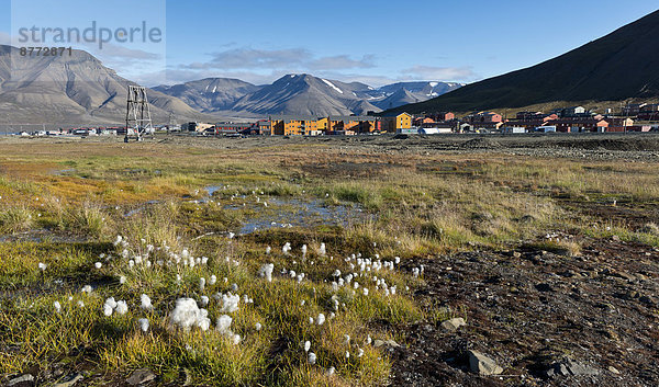 Norwegen Svalbard Spitzbergen Wollgras Longyearbyen