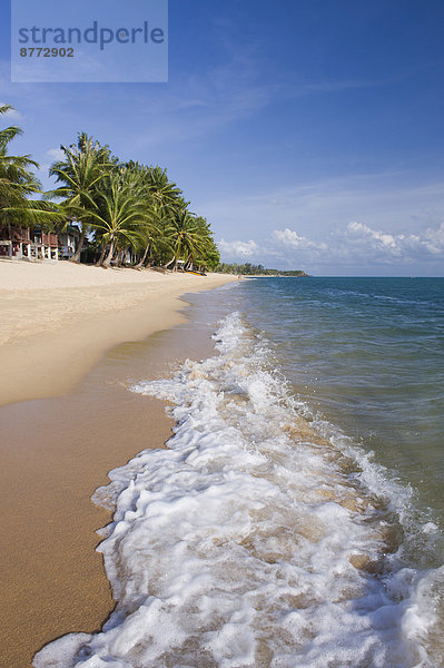 Palmenstrand  Mae Nam Beach  Insel Ko Samui  Thailand