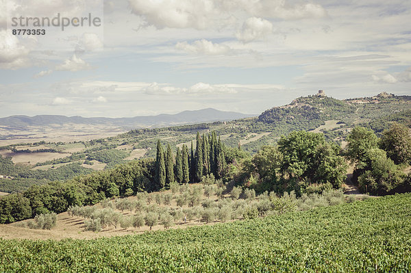 Italien  Toskana  Val d'Orcia  Castiglione d'Orcia  Weinberg und Olivenbäume