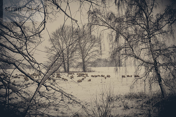 Schafherde in der Winterlandschaft