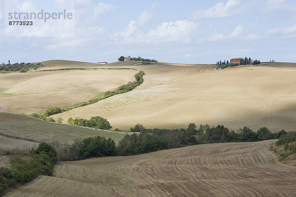 Italien  Toskana  Val d'Orcia  Rollende Landschaft mit Schafherde