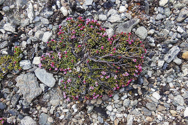 Gämsheide (Loiseleuria procumbens)  Dovrefjell-Sunndalsfjella-Nationalpark  Norwegen
