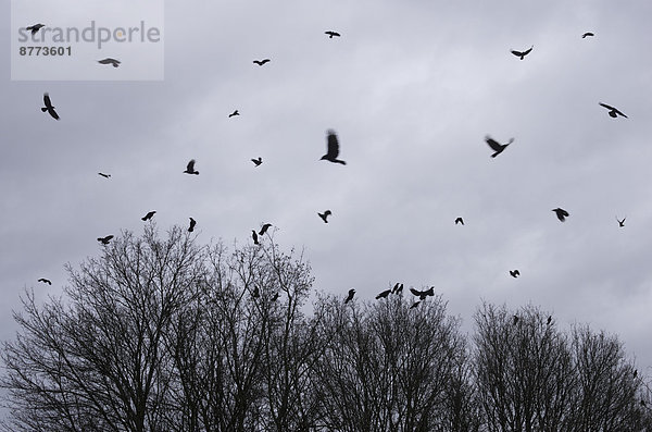 Flock of crows flying in front of rain clouds in winter