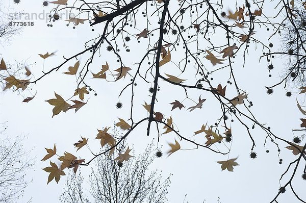 Ahornblätter im Winter  Ansicht von unten