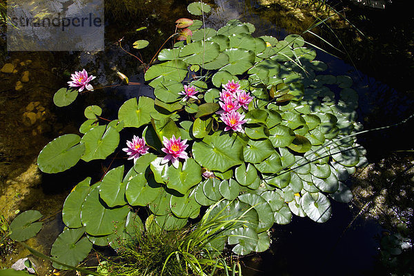 Germany  Bavaria  Wuerzburg  water lily