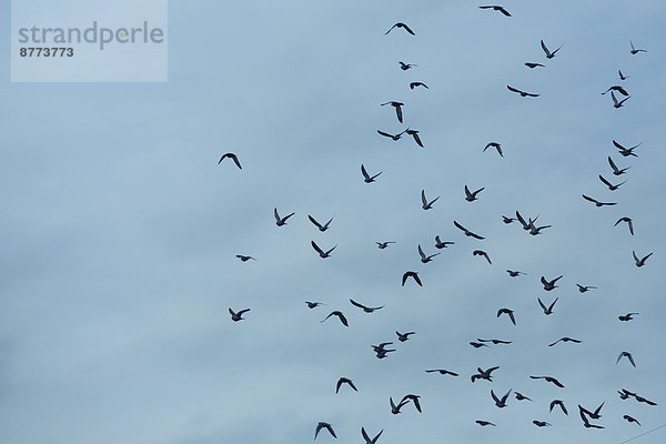 Flock of doves (Columbidae) flying in front of cloudy sky