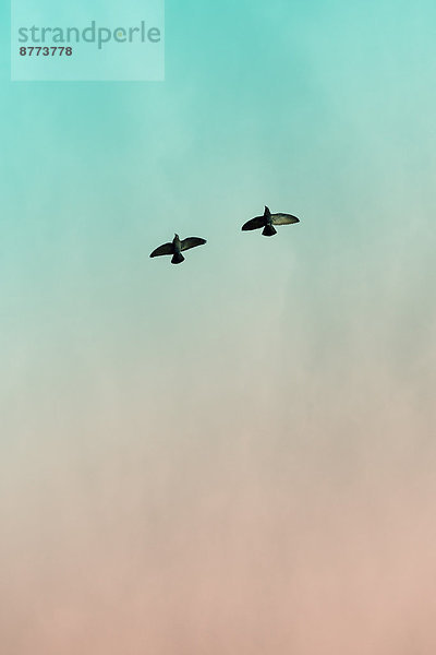 Zwei Tauben (Columbidae) fliegen vor dem Himmel  Blick von unten