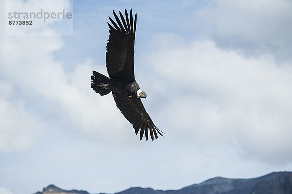 Peru  Colca Canyon  Andean Condor (Vultur gryphus)