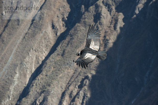 Peru  Colca Canyon  Andean Condor (Vultur gryphus)