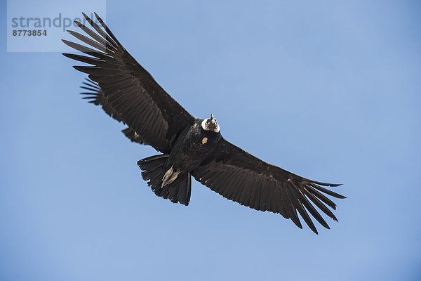 Peru  Colca-Schlucht  Andenkondor (Vultur gryphus)