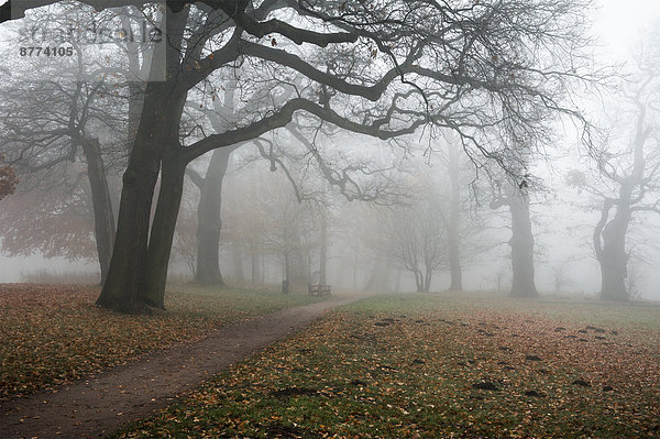 Germany  Hamburg  Jenischpark in fog