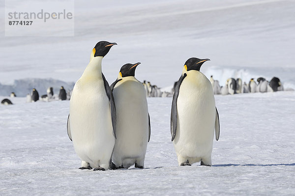 Antarktis  Antarktische Halbinsel  Snow Hill Island  drei Kaiserpinguine (Aptenodytes forsteri) vor Tiergruppe