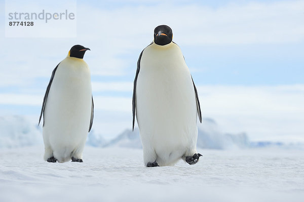 Antarktis  Antarktische Halbinsel  Snow Hill Island  zwei Kaiserpinguine (Aptenodytes forsteri) wandern