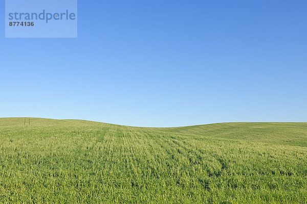 Spain  Andalusia  Malaga Province  Ronda  view to green wheat field in front of blue sky