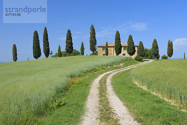 Italy  Tuscany  Siena Province  Val d'Orcia  Pienza  view to dirt road through fields with farmhouse and cypress trees