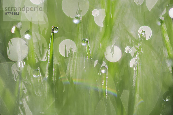 Dew on grass  close-up