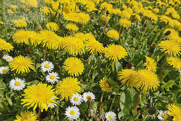 Blüten von Löwenzahn (Taraxacum officinale) und Gänseblümchen (Bellis perennis)