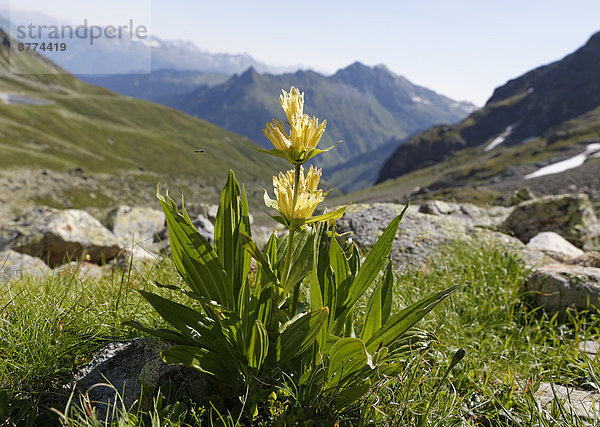 Österreich  Vorarlberg  Nahaufnahme des gefleckten Enzians