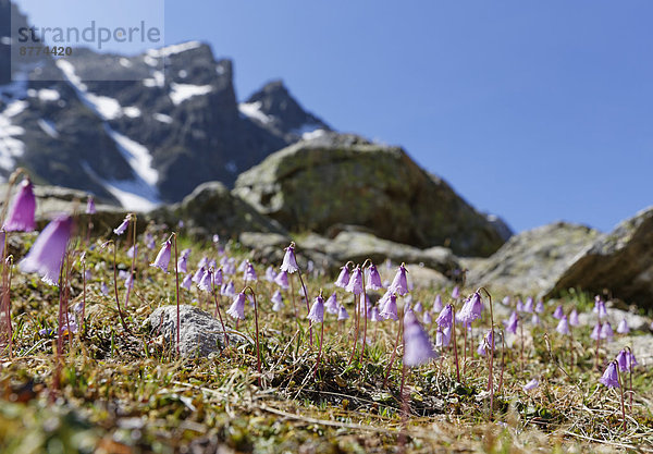 Österreich  Vorarlberg  Nahaufnahme der Schneeglockenblume