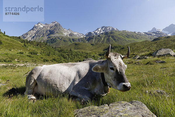 Österreich  Vorarlberg  Montafon  Kuh sitzend auf Wiese  Lobspitzen im Hintergrund