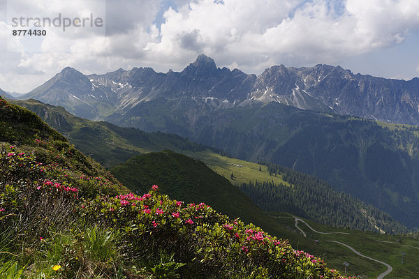 Österreich  Vorarlberg  Montafon  Rätikon  Blick von Golm auf den Berg Zimba mit Vandanser Steinmauer  im Vordergrund rostige Alpenrose (Rhododendron ferrugineum)