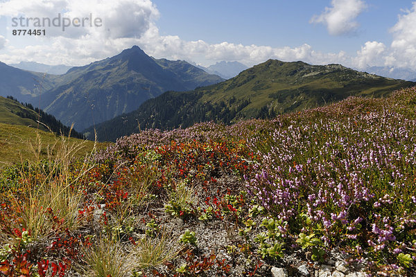 Österreich  Vorarlberg  Verwall-Alpen  Wiese mit Heidekraut (Calluna vulgaris) am Sonnenkopf  im Hintergrund links Hochjoch