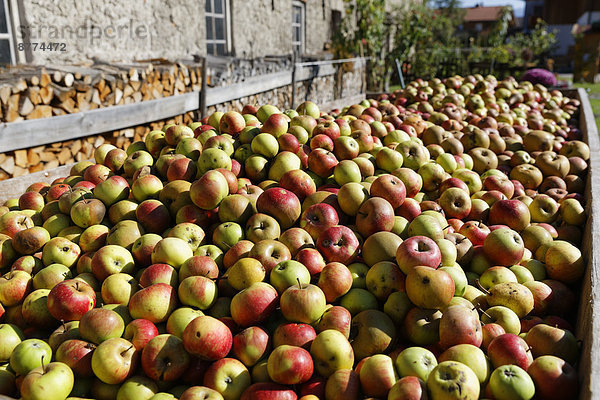Germany  Bad Feilnbach  Apples on trailer