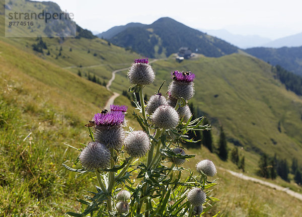 Deutschland  Bayern  Mangfallgebirge  Wolldistel (Cirsium eriophorum)