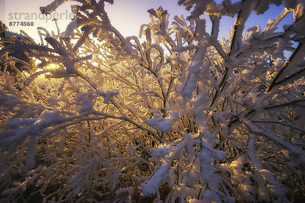 Großbritannien  Schottland  Sutherland  Strath Oykel  Rauhreif  Schnee  Bäume im Winter