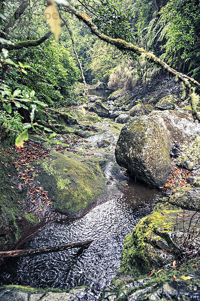 Portugal  Madeira  Tropenwald