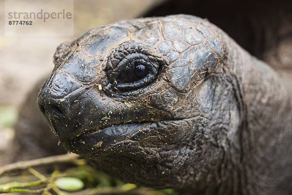 Seychellen  Praslin  Seychellen Riesenschildkröte (Dipsochelys hololissa)  Kopf