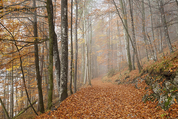 Germany  Bavaria  Upper Bavaria  Berchtesgadener Land  Berchtesgaden National Park  Schoenau at Koenigssee  fog at autumnal wood