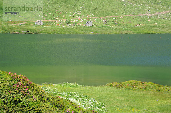 grün  See  Wiese  Schweiz