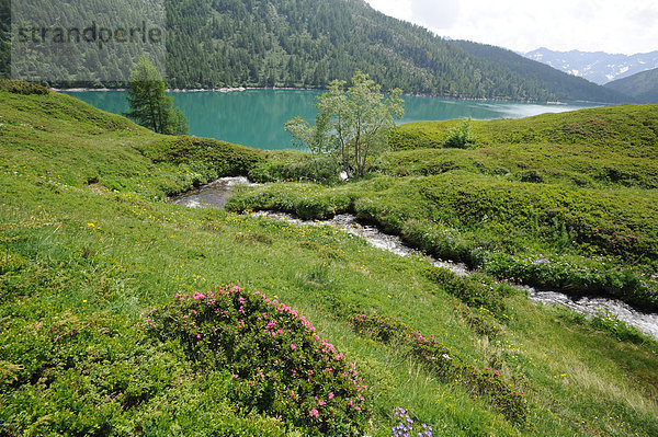 grün  See  Schweiz