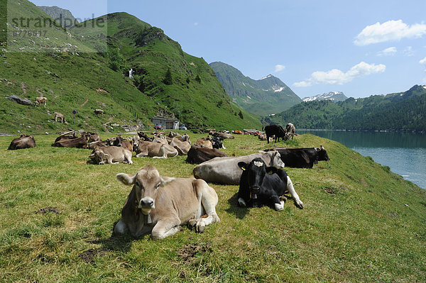 Hausrind  Hausrinder  Kuh  liegend  liegen  liegt  liegendes  liegender  liegende  daliegen  See  Schweiz
