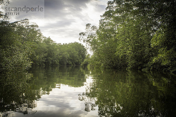 nahe  Biegung  Biegungen  Kurve  Kurven  gewölbt  Bogen  gebogen  Wald  Fluss  Costa Rica  Mangrove