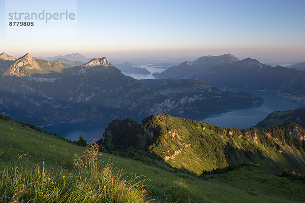 Europa  Sommer  Sonnenaufgang  See  Wiese  Ansicht  Mittelpunkt  Luzern  Schweiz