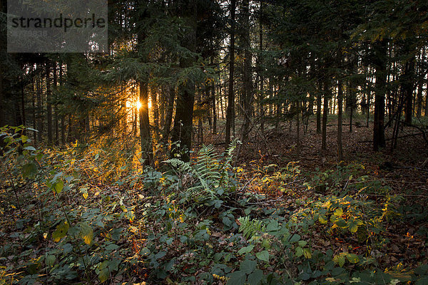 Botanik Abend Baum Beleuchtung Licht Wald Farn Holz Sonnenstrahl Sonne