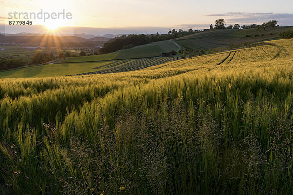 Kornfeld  Landschaftlich schön  landschaftlich reizvoll  Europa  Landschaft  Landwirtschaft  Natur  Feld  Wiese  Sonnenstrahl  Ansicht  Schweiz