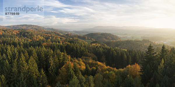 Laubwald Panorama Landschaftlich schön landschaftlich reizvoll Europa Abend Beleuchtung Licht Landschaft Wald See Holz Herbst Ansicht Fichte Schlaghose Mischwald Schweiz